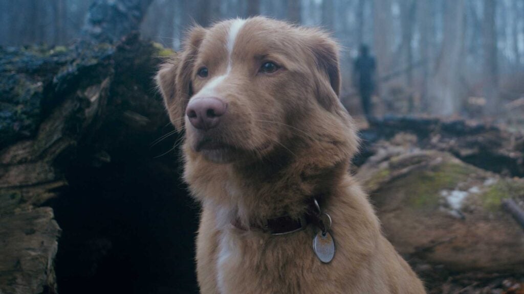 Indy Good Boy