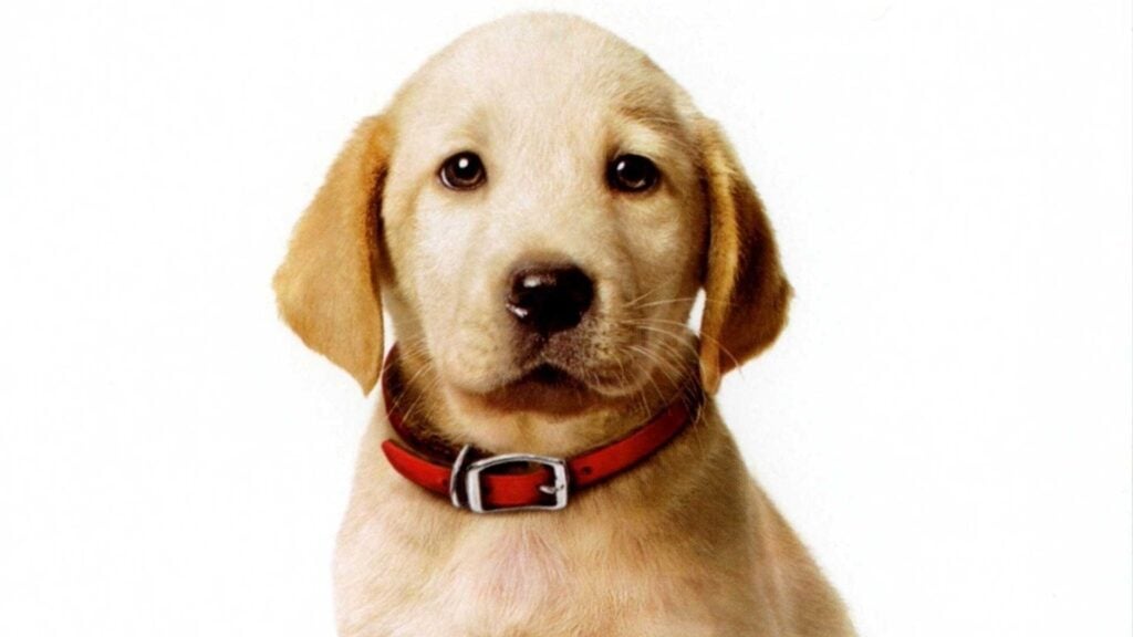 Marley (Marley & Me)