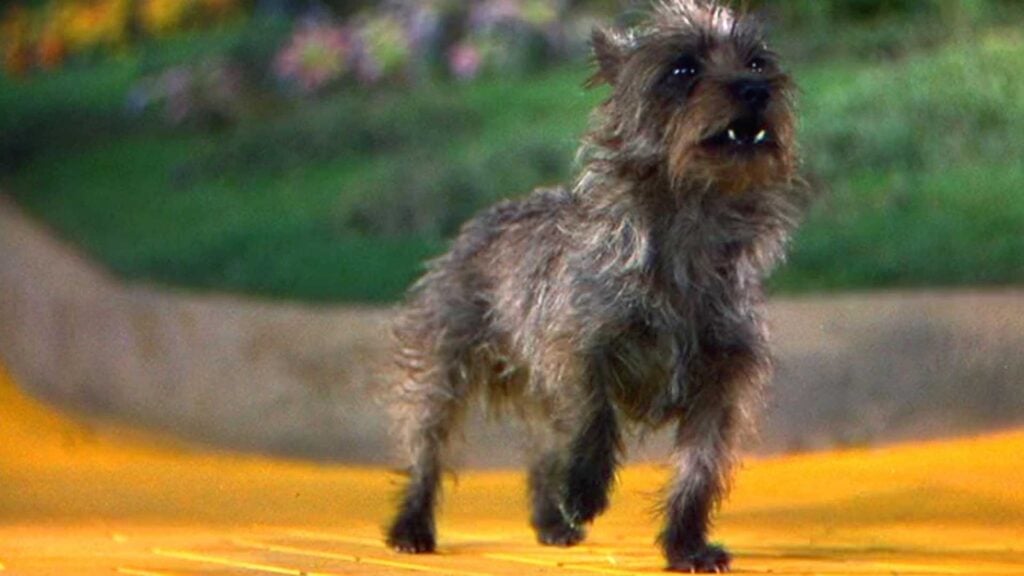 Toto-(The-Wizard-of-Oz)